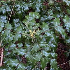 Berberis aquifolium (Oregon Grape) at Watson, ACT - 7 Oct 2022 by Steve_Bok