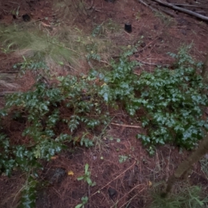 Berberis aquifolium at Watson, ACT - 7 Oct 2022 07:12 PM