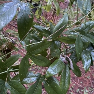 Passiflora caerulea at Watson, ACT - 7 Oct 2022