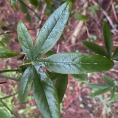 Passiflora caerulea at Watson, ACT - 7 Oct 2022