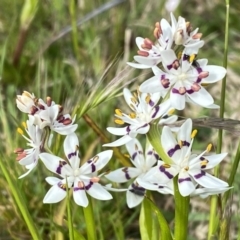 Wurmbea dioica subsp. dioica (Early Nancy) at Jerrabomberra, NSW - 26 Sep 2022 by SteveBorkowskis
