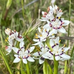 Wurmbea dioica subsp. dioica (Early Nancy) at QPRC LGA - 26 Sep 2022 by Steve_Bok