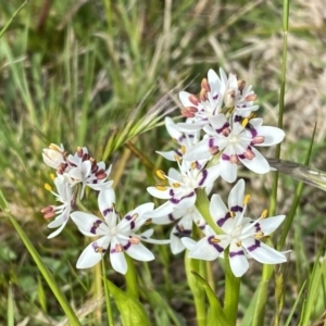 Wurmbea dioica subsp. dioica at Jerrabomberra, NSW - 26 Sep 2022