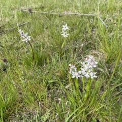 Wurmbea dioica subsp. dioica at Jerrabomberra, NSW - 26 Sep 2022