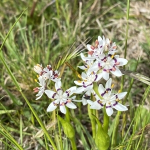 Wurmbea dioica subsp. dioica at Jerrabomberra, NSW - 26 Sep 2022