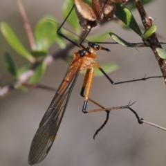 Harpobittacus australis (Hangingfly) at Namadgi National Park - 3 Oct 2022 by RAllen