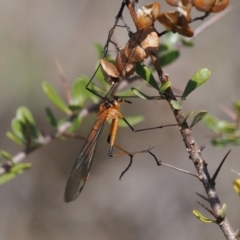 Harpobittacus australis at Booth, ACT - 3 Oct 2022