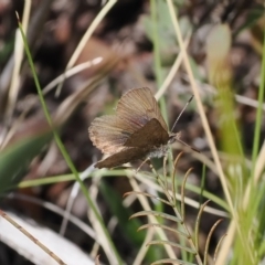Paralucia crosbyi (Violet Copper Butterfly) at Rendezvous Creek, ACT - 3 Oct 2022 by RAllen