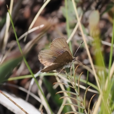 Paralucia crosbyi (Violet Copper Butterfly) at Rendezvous Creek, ACT - 3 Oct 2022 by RAllen