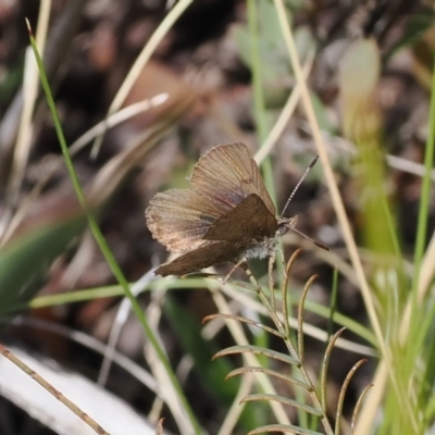 Paralucia spinifera (Bathurst or Purple Copper Butterfly) at Rendezvous Creek, ACT - 3 Oct 2022 by RAllen