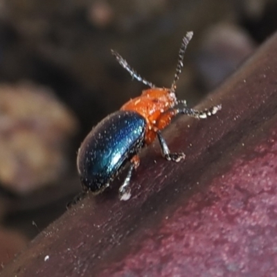 Calomela moorei (Acacia Leaf Beetle) at Namadgi National Park - 3 Oct 2022 by RAllen
