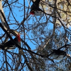 Callocephalon fimbriatum (Gang-gang Cockatoo) at Rivett, ACT - 8 Oct 2022 by maXineC