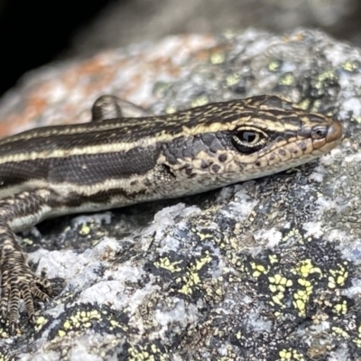 Pseudemoia spenceri (Spencer's Skink) at Bumbalong, NSW - 4 Oct 2022 by Ned_Johnston