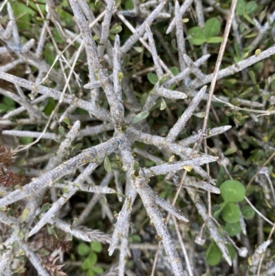 Melicytus angustifolius subsp. divaricatus (Divaricate Tree Violet) at Bumbalong, NSW - 4 Oct 2022 by Ned_Johnston