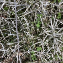 Melicytus angustifolius subsp. divaricatus at Bumbalong, NSW - 4 Oct 2022