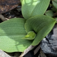 Chiloglottis sp. (A Bird/Wasp Orchid) at Mount Clear, ACT - 4 Oct 2022 by Ned_Johnston