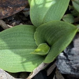 Chiloglottis sp. at Mount Clear, ACT - 4 Oct 2022