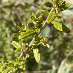 Pomaderris angustifolia (Pomaderris) at Mount Clear, ACT - 4 Oct 2022 by NedJohnston