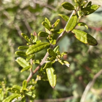 Pomaderris angustifolia (Pomaderris) at Mount Clear, ACT - 4 Oct 2022 by NedJohnston