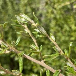 Pomaderris angustifolia at Mount Clear, ACT - 4 Oct 2022 11:20 AM