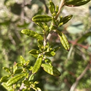 Pomaderris angustifolia at Mount Clear, ACT - 4 Oct 2022 11:20 AM