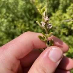 Pomaderris angustifolia at Mount Clear, ACT - 4 Oct 2022 11:20 AM