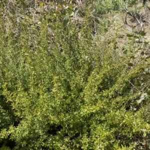 Pomaderris angustifolia at Mount Clear, ACT - 4 Oct 2022 11:20 AM