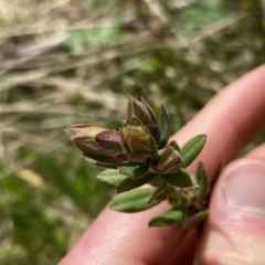 Pimelea curviflora var. gracilis (Curved Rice-flower) at Mount Clear, ACT - 4 Oct 2022 by NedJohnston