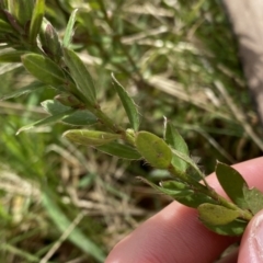 Pimelea curviflora var. gracilis at Mount Clear, ACT - 4 Oct 2022