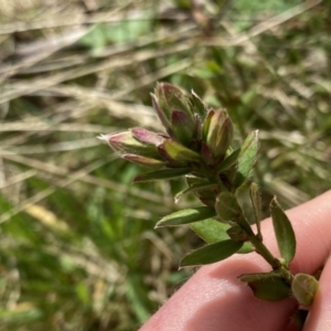 Pimelea curviflora var. gracilis at Mount Clear, ACT - 4 Oct 2022