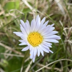 Brachyscome decipiens (Field Daisy) at Mount Clear, ACT - 4 Oct 2022 by NedJohnston