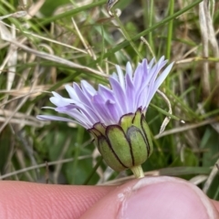 Brachyscome decipiens at Mount Clear, ACT - 4 Oct 2022 10:33 AM