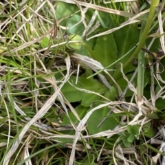 Brachyscome decipiens at Mount Clear, ACT - 4 Oct 2022