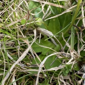 Brachyscome decipiens at Mount Clear, ACT - 4 Oct 2022 10:33 AM