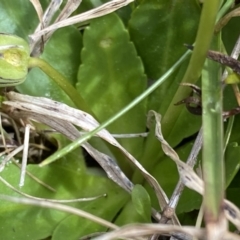 Brachyscome decipiens at Mount Clear, ACT - 4 Oct 2022 10:33 AM