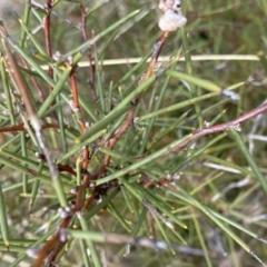 Hakea microcarpa (Small-fruit Hakea) at Mount Clear, ACT - 4 Oct 2022 by NedJohnston