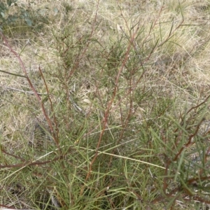 Hakea microcarpa at Mount Clear, ACT - 4 Oct 2022 10:22 AM