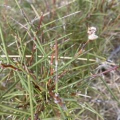 Hakea microcarpa at Mount Clear, ACT - 4 Oct 2022