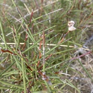 Hakea microcarpa at Mount Clear, ACT - 4 Oct 2022 10:22 AM