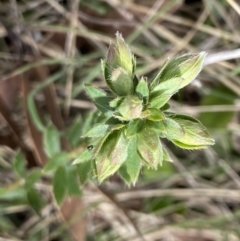Pimelea curviflora var. gracilis (Curved Rice-flower) at Mount Clear, ACT - 4 Oct 2022 by NedJohnston