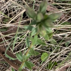 Pimelea curviflora var. gracilis at Mount Clear, ACT - 4 Oct 2022 10:14 AM