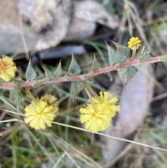 Acacia gunnii (Ploughshare Wattle) at Mount Clear, ACT - 4 Oct 2022 by NedJohnston