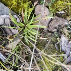 Luzula (genus) (Woodrush) at Mount Clear, ACT - 4 Oct 2022 by NedJohnston