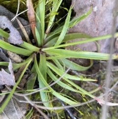 Luzula sp. at Mount Clear, ACT - 4 Oct 2022 09:36 AM