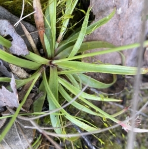 Luzula sp. at Mount Clear, ACT - 4 Oct 2022 09:36 AM