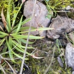 Luzula sp. at Mount Clear, ACT - 4 Oct 2022 09:36 AM