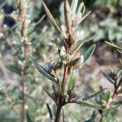 Olearia erubescens (Silky Daisybush) at Mount Clear, ACT - 4 Oct 2022 by NedJohnston