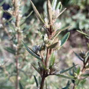 Olearia erubescens at Mount Clear, ACT - 4 Oct 2022 09:35 AM