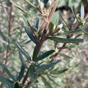 Olearia erubescens at Mount Clear, ACT - 4 Oct 2022 09:35 AM