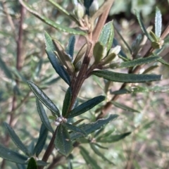 Olearia erubescens at Mount Clear, ACT - 4 Oct 2022